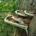 Flacher Lackporling (Ganoderma applanatum)
